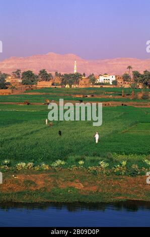 Fields by the river Nile, Egypt Stock Photo - Alamy