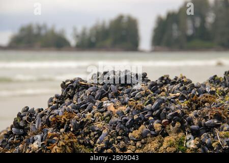 Shellfish and mussels on a rock in low tide, Canadian coast Vancouver Island, British Columbia, Canada Stock Photo