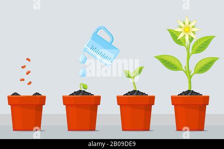 Plant growing stages. Timeline infographic of planting tree process. Green plant flower, graphic gardening seedling plant. Vector illustration Stock Vector