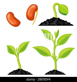 Plant growth stages from seed to sprout. Organic growing plant, nature green plant isolated. Vector illustration Stock Vector