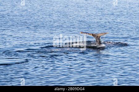 Humpback Whale, Megaptera novaeangliae in the Weddell Sea, Antarctica. Stock Photo