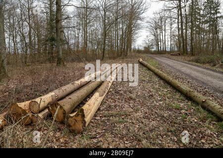 The sawn logs lie in the woods by the road Stock Photo