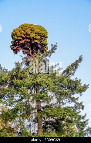 Witches Broom, Douglas fir crown, Stanley Park, Vancouver, British Columbia, Canada Stock Photo