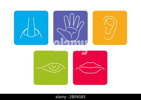 Five senses vector icons set isolated white. Smell and see, feel and hear illustration Stock Vector
