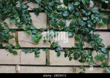Lush green vines growing on a yellow brick wall Stock Photo