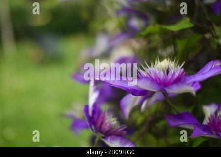 beautiful purple clematis on sunny day in green garden. Stock Photo