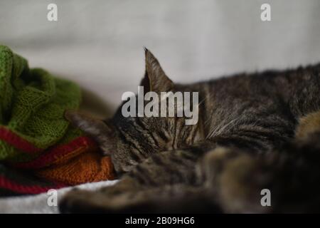 cozy photo of sleeping cat on a couch with colored blanket in the background Stock Photo