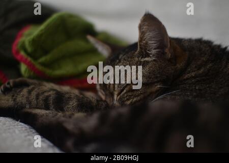 cat sleeping on couch with colored blanket in the background Stock Photo