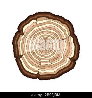 Vector brown tree rings cut trunk isolated over white. Stump section illustration Stock Vector
