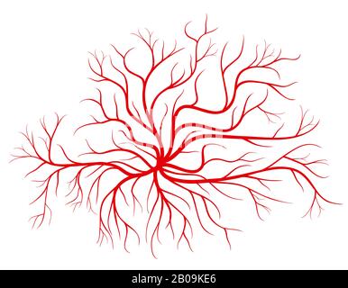 Human blood veins, red vessels vector illustration. Blood vessel and human cardiovascular red silhouette vessel Stock Vector