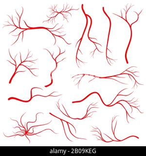 Human eye veins, vessel, blood arteries isolated on white vector. Set of blood veins, image of health red veins illustration Stock Vector