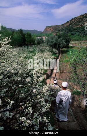 MOROCCO, NEAR MARRAKECH, ATLAS MOUNTAINS, OURIKA VALLEY, BERBER PEOPLE IN ALMOND ORCHARD Stock Photo