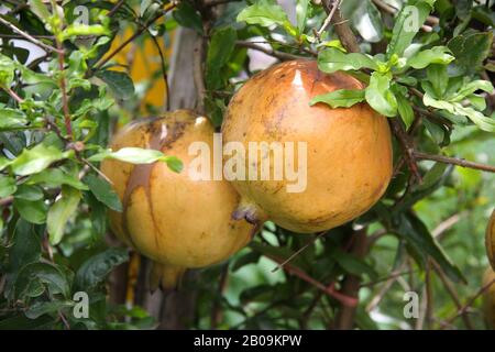 Pomegranate (Punica granatum), locally called Anar or Dalim fruit  tree from Banladesh. 2008. Stock Photo