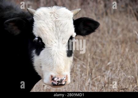 Young bull grazing on a pasture in the forest. Portrait of white-black goby like a panda, looking to camera Stock Photo
