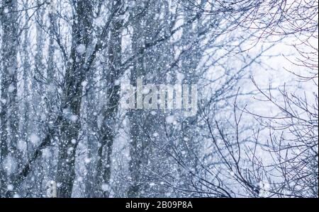 Snowing landscape, winter holiday concept - Fairytale fluffy snow-covered trees branches, nature scenery with white snow and cold weather. Snowfall in Stock Photo