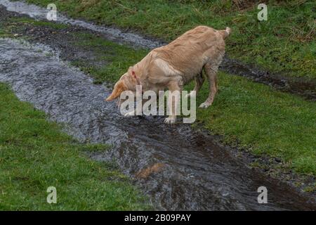 A young golden retriever plays in water. Stock Photo