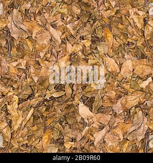 Brown background: dry walnut leaves Stock Photo