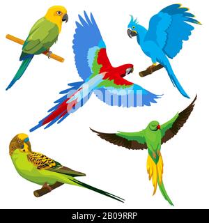 Wildlife Hawaiian Birds. Exotic Beauty Bird of Tropical Paradise Jungle  Brazil or Colombia, Macaw Parakeet Toucan Stock Vector - Illustration of  colorful, bright: 261910640