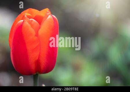 Red tulip with blurry background in sunset. Spring flower with shallow depth of field outdoors, Natural sprintime background. Stock Photo