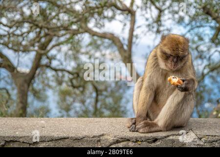 the monkey eats the pastry from the tourist Stock Photo