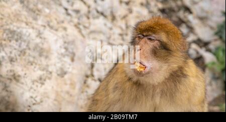 the monkey eats the pastry from the tourist Stock Photo