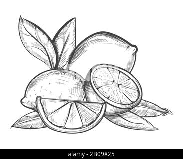 Lemons hand drawn vector illustration in black and white. Fruit citrus sketch Stock Vector