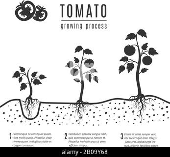 Tomato plant with roots vector growing stages. Tomato growing, illustration of monochrome banner growing process Stock Vector