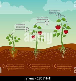 Tomatoes growth and planting stages flat vector diagram. Vegetable growing garden, illustration agriculture cultivation vegetable Stock Vector