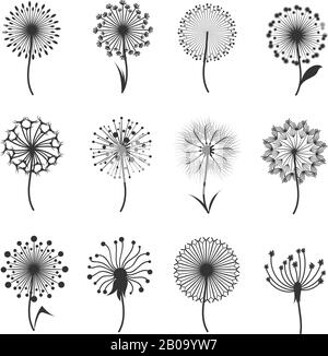 Dandelion flowers with fluffy seeds black floral vector silhouettes isolated on white. Blowball fragile and illustration of black blowball fluffy Stock Vector