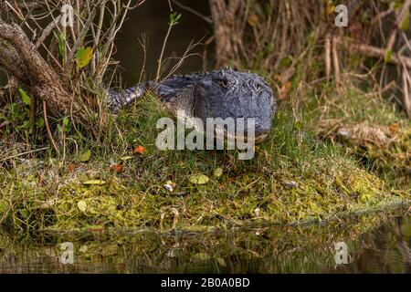 Close up portrait of an adult American Alligator (Alligator mississippiensis) lying in the grass in Florida, USA. Stock Photo