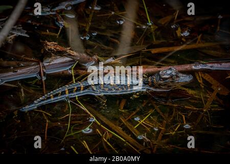 Close up of a young American alligator (Alligator mississippiensis) hatchling int the water in Florida, USA. Stock Photo