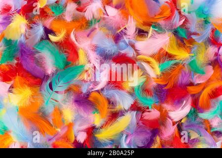 Abstract colorful background of small fluffy feathers Stock Photo