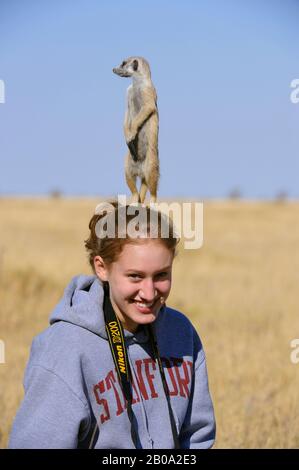 BOTSWANA, KALAHARI DESERT, MEERKAT USING TEENAGE GIRL (MODEL RELEASED) AS LOOKOUT POST FOR PREDATORS Stock Photo