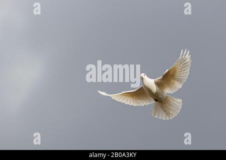 white dove flies on a background of a stormy sky Stock Photo
