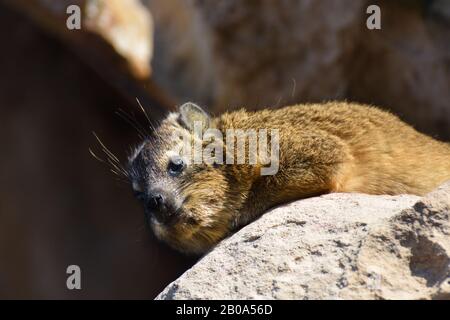 Rock Hyrax Relaxing On Sandstone (Procavia capensis) Stock Photo