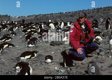 ANTARCTICA, KING GEORGE ISLAND, DR. FRANK TODD WITH ADELIE PENGUINS Stock Photo