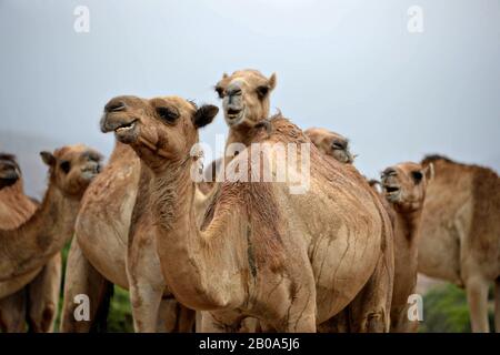 Djiboutian camels wait to be checked by a U.S. Army 418th Civil Affairs Battalion Function Specialty Unit personnel during a veterinarian assistance mission March 28, 2017, near Ali Sabieh, Djibouti. Stock Photo