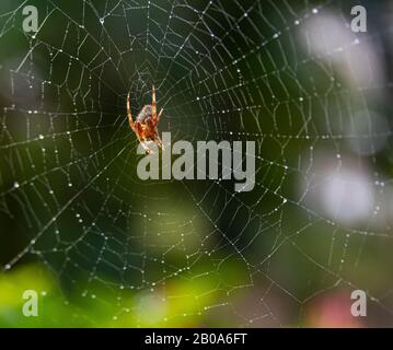 Orb Spider hunting and resting on web Stock Photo