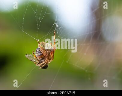 Orb Spider hunting and resting on web Stock Photo