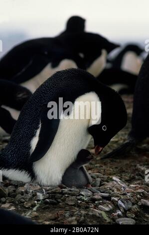 ANTARCTICA, SOUTH SHETLAND IS KING GEORGE ISLAND, LION'S RUMP, ADELIE PENGUIN WITH CHICKS Stock Photo