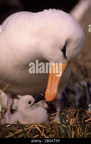 FALKLAND ISLANDS, WESTPOINT ISLAND, BLACK-BROWED ALBATROSS WITH CHICK Stock Photo