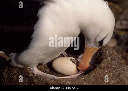 FALKLAND ISLANDS,  WESTPOINT ISLAND, BLACK-BROWED ALBATROSS WITH HATCHING CHICK Stock Photo