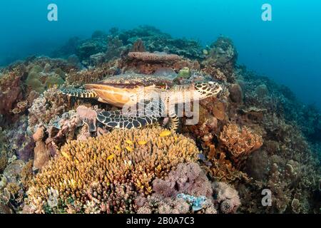 This critically endangered hawksbill turtle, Eretmochelys imbricata, is resting on a reef in the Philippines, Pacific Ocean. Stock Photo