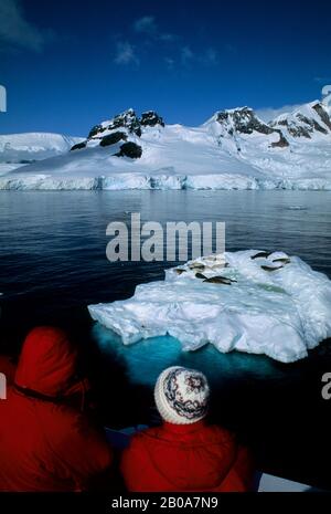 ANTARCTIC PENINSULA, CHARLOTTE BAY,TOURISTS ON SHIP,WATCHING CRABEATER SEALS ON ICE FLOE Stock Photo