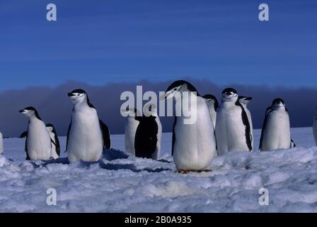 SOUTH SANDWICH ISLANDS, ZAVODOVSKI ISLAND, CHINSTRAP PENGUINS AT NEST SITES IN SPRING,STILL COVERED WITH SNOW Stock Photo