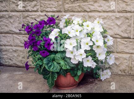 Mixed Petunias of purple and white growing in flower planter in summer. Ideal bedding, basket or container plant. Stock Photo