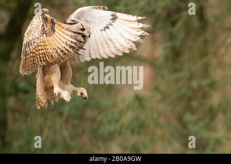 Flying siberian eagle owl shouting with open beak. Bubo bubo sibiricus Stock Photo