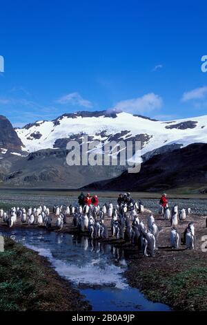 Gentoo Penguins, South Georgia Stock Photo Alamy