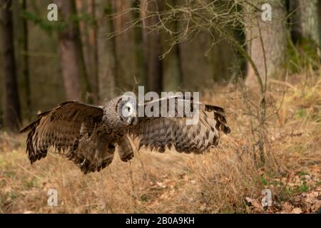 Great grey owl with wide wingspan landing in the forest. Stock Photo