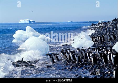 ANTARCTICA, PAULET ISLAND, ADELIE PENGUINS ON BEACH GOING INTO OCEAN Stock Photo